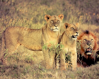 Lion Pride, Wildlife Photography, Animal Photo Print, Nature Wall Art, Lake Nakuru, Kenya Canvas Print
