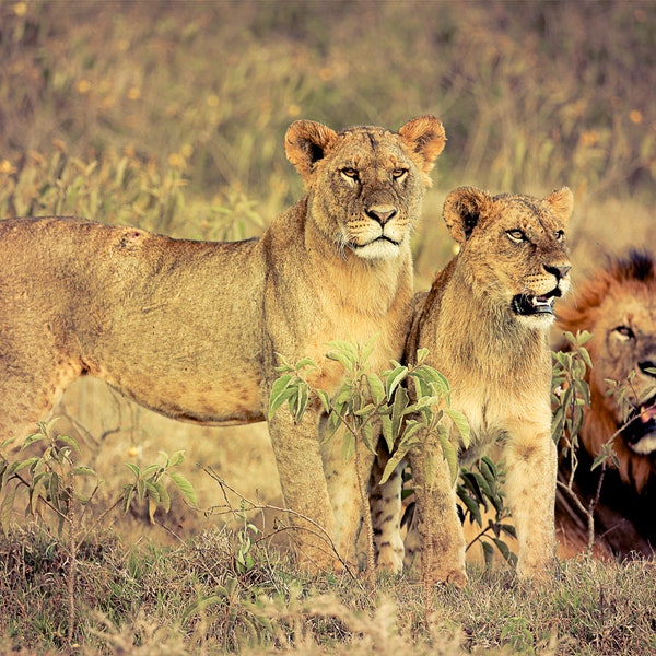 Lion Pride, Wildlife Photography, Animal Photo Print, Nature Wall Art, Lake Nakuru, Kenya Canvas Print