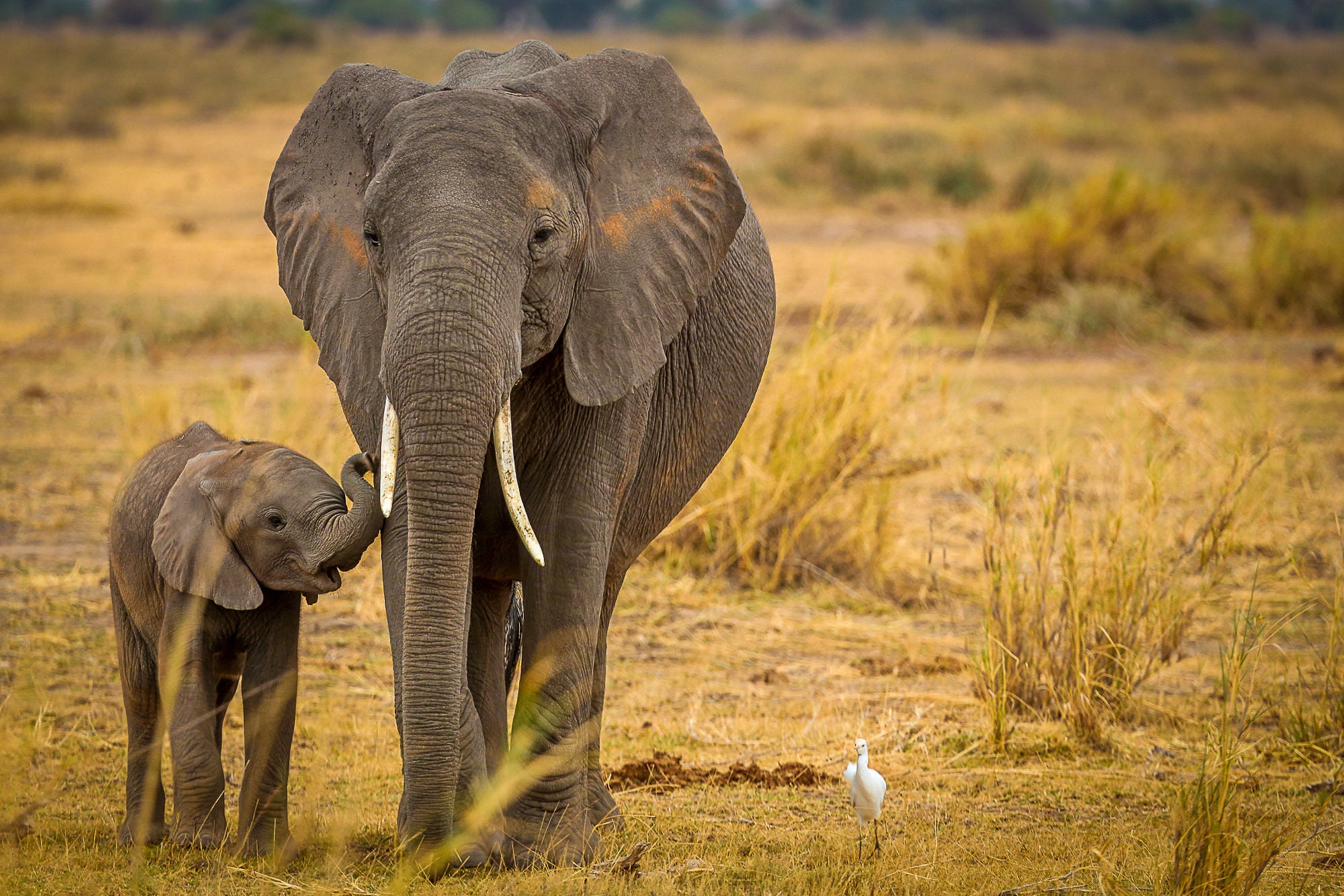 elephant-mother-and-baby-wildlife-photography-animal-photo-print