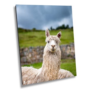 Peru Photography, Mr. Alpaca Sacred Valley, Peru Canvas Print, Peru Photo, Peru Fine Art, Travel Photography, Wildlife Photography