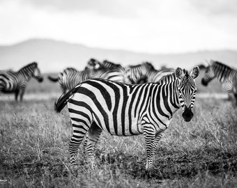 Zebra on the lookout, Serengeti National Park, Wildlife Photography, Animal Photo Print, Nature Wall Art, Kenya, Africa Canvas Print