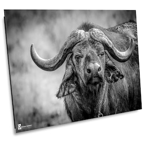 African Cape Buffalo, Wildlife Photography, Animal Photo Print, Nature Wall Art, Kenya Wall Art, Africa Canvas Print