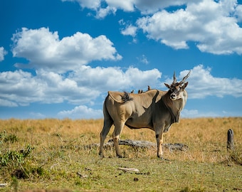 Common Eland on the African Plains, Wildlife Photography, Animal Photo Print, Nature Wall Art, Masai Mara, Kenya  Canvas Print