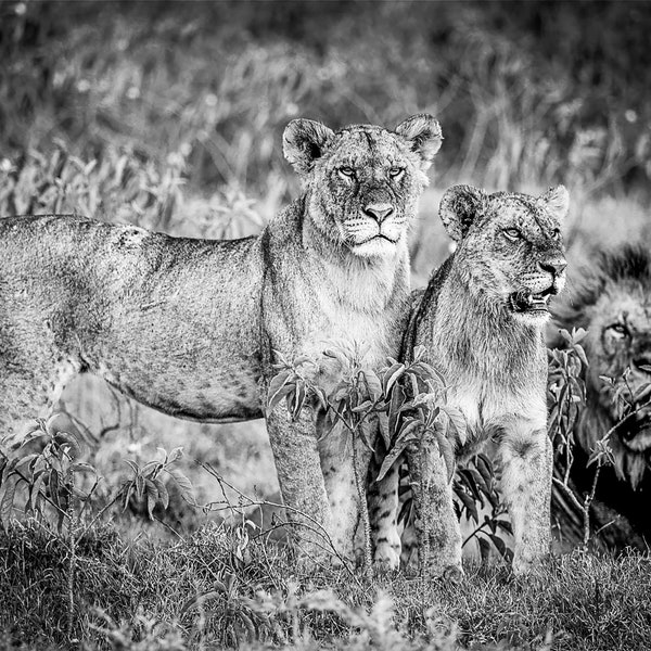 Lions in Black and White at Lake Nakuru, Wildlife Photography, Animal Photo Print, Nature Wall Art, Kenya, Africa Canvas Print