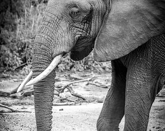 African Elephant in The Maasai Mara Reserve, Wildlife Photography, Animal Photo Print, Nature Wall Art, Kenya, Africa Canvas Print