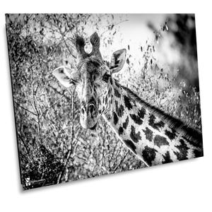 Giraffe, Wildlife Photography, Ol Pejeta Conservancy, Animal Photo Print, Nature Wall Art, Kenya, Africa Canvas Print