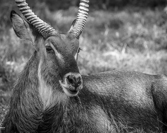 African Waterbuck in Lake Nakuru Rift Valley, Wildlife Photography, Animal Photo Print, Nature Wall Art, Kenya, Africa Canvas Print