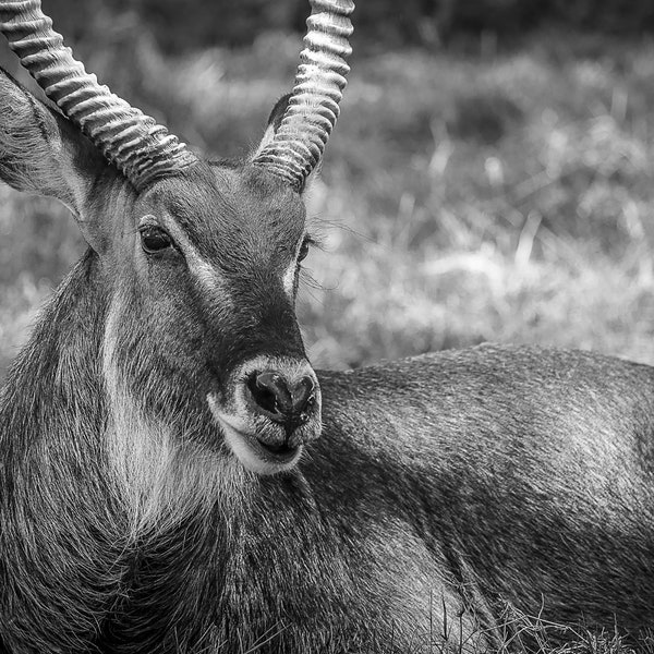 African Waterbuck in Lake Nakuru Rift Valley, Wildlife Photography, Animal Photo Print, Nature Wall Art, Kenya, Africa Canvas Print