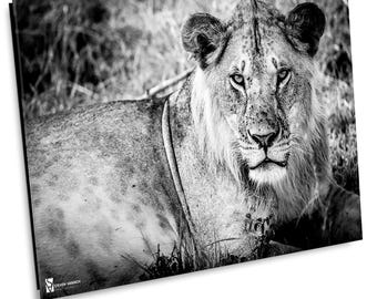Lion Portrait Canvas Print, Black and White Wildlife Photography, Maasai Mara, Kenya