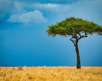 The Umbrella Tree Masai Mara Reserve, Kenya Canvas Print, Africa Art Print, Fine Art Photography, Home and Office Décor