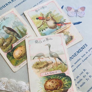 3 chromolithographies anciennes “Œufs et Nids” • Illustrations vintage oiseaux et œufs vers 1920 • Chromos ornithologie collection scrapbook
