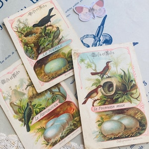 3 chromolithographies anciennes “Œufs et Nids” • Illustrations vintage oiseaux et œufs vers 1920 • Chromos ornithologie collection scrapbook