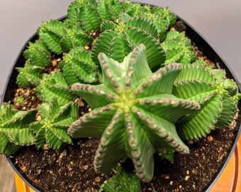 Tanzanian Zipper Plant, Euphorbia Anoplia, Euphorbia Zipper Cactus Succulent Round Clusters Small Variegated Indoor/Outdoor Cactus