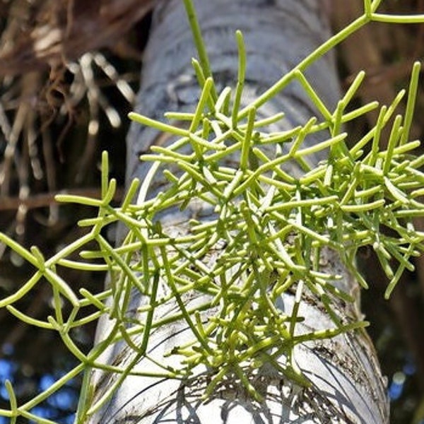 Mophead/Old Man's Beard Cactus Succulent Tropical - Rhipsalis capilliformis Friendly Support Great Service With FREE Bonus Plant Gift