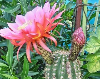 Trumpet Flower Cactus Pinky - Huge Flowering Cactus/Cacti Colorful Pink Flowers