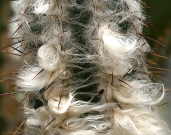 Old Man of the Andes Cactus/Cacti Alive Plant - Oreocereus Celsianus - Columnar Cactus Hairy Healthy & Fully Rooted