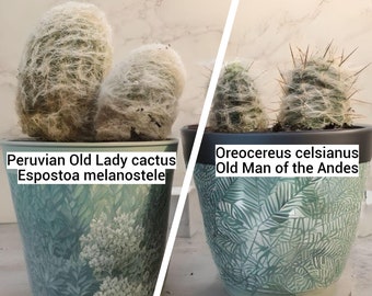 Two Hairy Cactus Choice 1 Or Both Old Man of the Andes & Peruvian Old Lady Cacti Oreocereus celsianus Espostoa melanostele Fuzzy Hairy