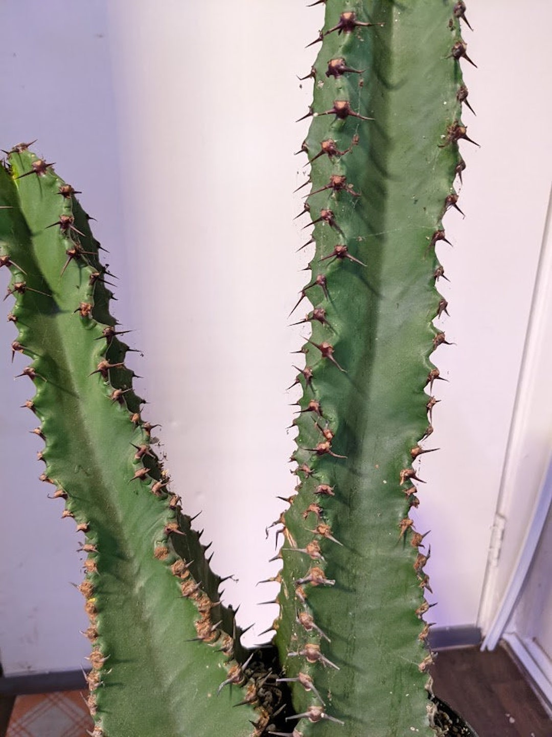 Chocolate Drop Euphorbia Ingens Candelabra Colum Cacti/cactus Succulent