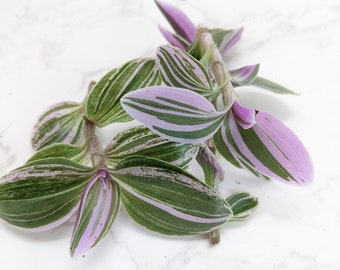 Rare Pink Variegated Tradescantia miniature leaf inch plant house plant great for a shelf desk home office