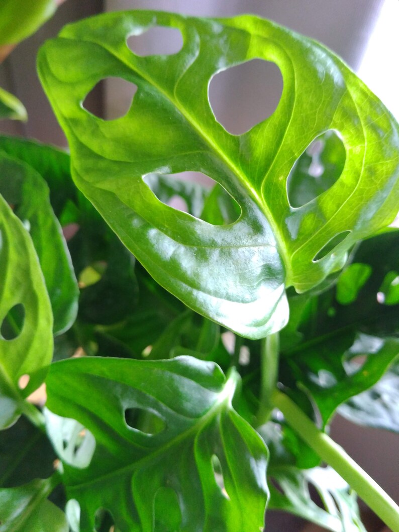 Swiss Cheese Plant Cutting Tropical Houseplant Vine Etsy