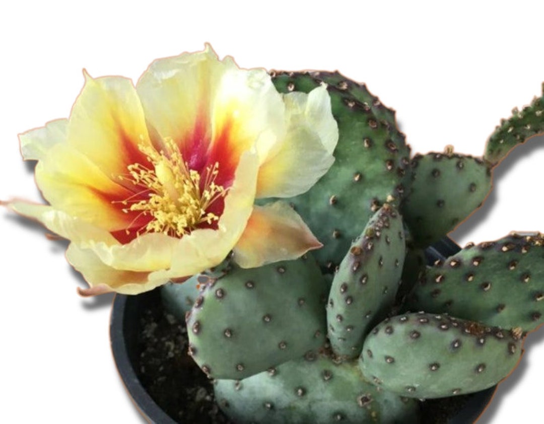 Purple Prickly Pear Sapphire Wave Opuntia Macrocentra Very COLD HARDY