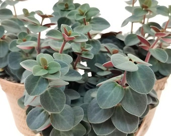 Peperomia Velutina Red Twist Great Indoor Houseplant Rare Peperomia Plant Fast Growing Plant Cutting & Starter Plants