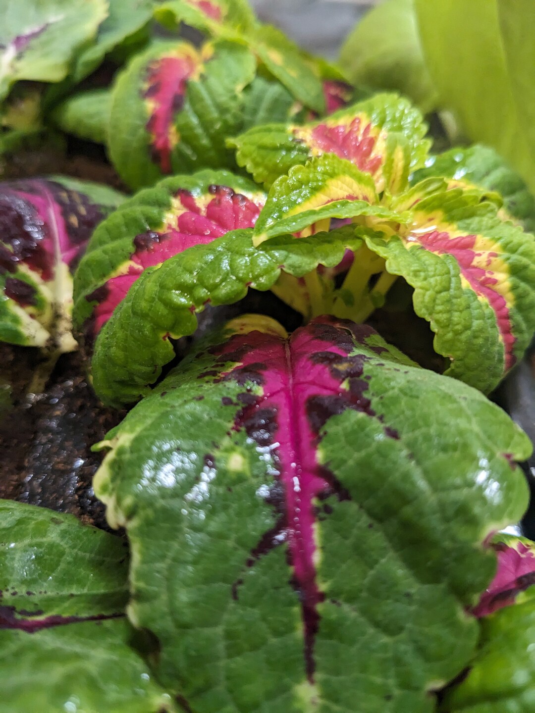 Rose Coleus Plant Great Garden Plant Colorful Easy to Grow Etsy