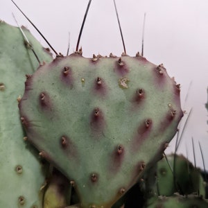 Purple Prickly Pear Sapphire Wave Opuntia Macrocentra Very COLD HARDY Outdoor Cacti image 5