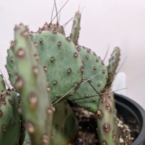 Purple Prickly Pear Sapphire Wave Opuntia Macrocentra Very COLD HARDY Outdoor Cacti image 3