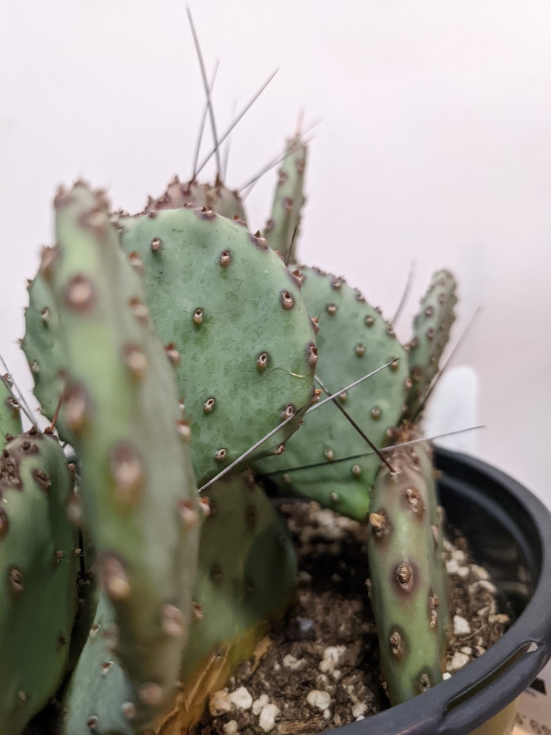 Purple Prickly Pear Sapphire Wave Opuntia Macrocentra Very COLD HARDY Outdoor Cacti image 3