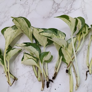 High Variegated Manjula Pothos CUTTINGS No Roots, RARE Manjula Pothos Rooted Plants White Manjula Pothos Epipremnum Aureum Manjula