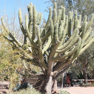 Toothpick cactus Stetsonia Coryne Grayish-Green Columnar Night Blooming/Flowering Cactus/Succulent Big Large Grower image 3