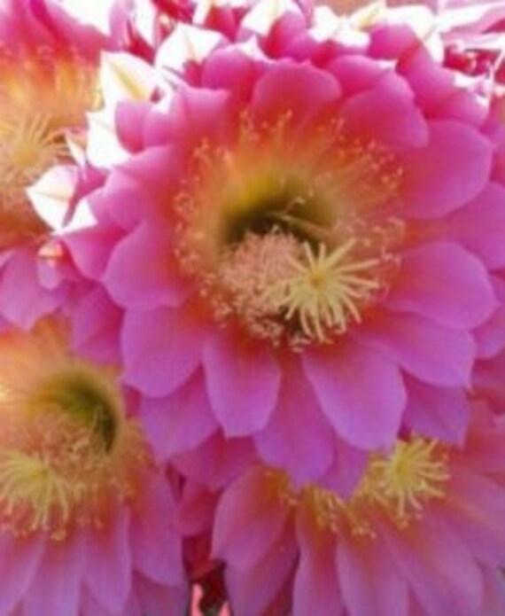 Outdoor Cactus/cactis HUGE FLOWERS Trumpet Flower Cactus Pinky Etsy