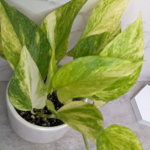 High Voltage Neon Pothos Extremely Rare Stable Variegated NEW Pothos Epipremnum aureum