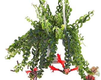 Twisted Lipstick Plant Red Flowering Indoor House Plant - Curly Lip Stick Plant Size Options