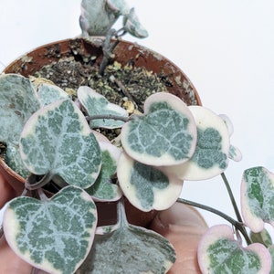 Variegated String Of Hearts for sale , Ceropegia woodii f. variegata collector's Succulent Species SoH 2" Plant Pot Size People B Planting