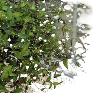 13+ Bridal Vail Plant