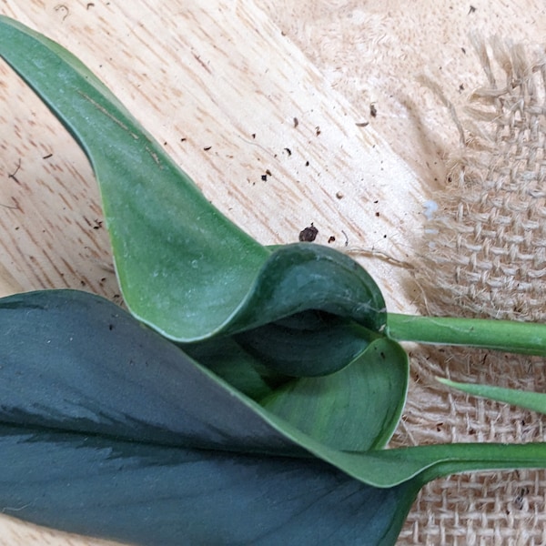 Scindapsus Moonlight Treubii Starter Plant Rare New Slivery Indoor Live House Plant Free Plant Bonus Gift