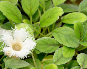 Alsobia Dianthiflora Cygnet Lace Flower - Etsy