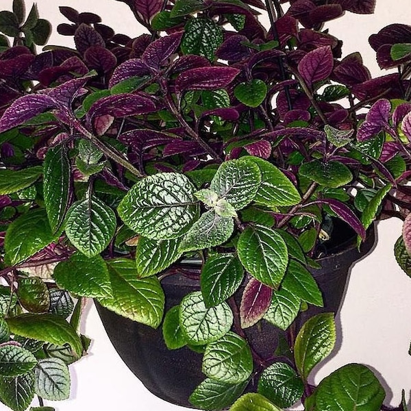 Purple Swedish Ivy Stater Plant Outdoor Ground Cover Indoor Plants Purple Swedish Ivy Rooted Bringer Plant Med Light  Pet Friendly