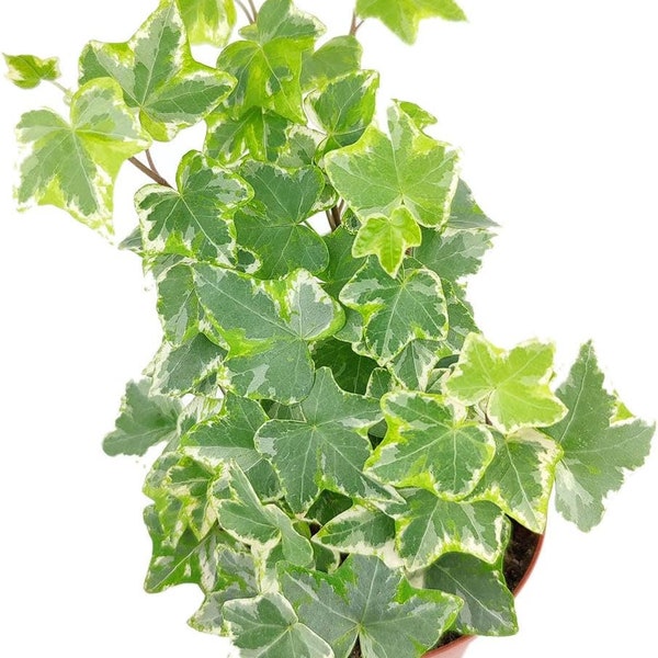 Kolibri English Ivy Rare European Ivy Hedera Helix Type - HousePlants & Ground Cover/Wall Cover ivy Healthy Live Plant