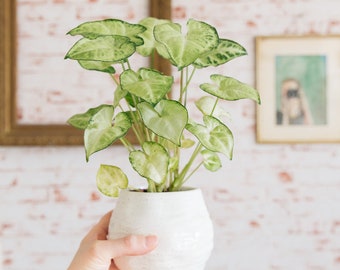 White Butterfly Plant - Arrowhead Syngonium  - White Butterfly Arrowhead Podophyllum - Size Options