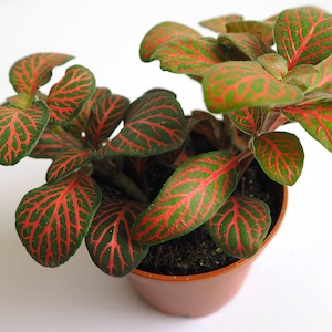 Red Fittonia Minima Red Nerve Plant Mosaic Plant Starter House Plant Indoor Easy Care Low-Maintenance Houseplant