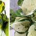 see more listings in the Houseplants section