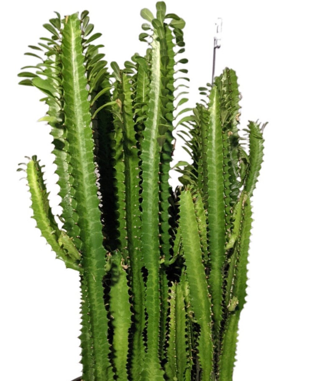 12 Tall African Milk Tree Euphorbia Trigona Great Indoor - Etsy