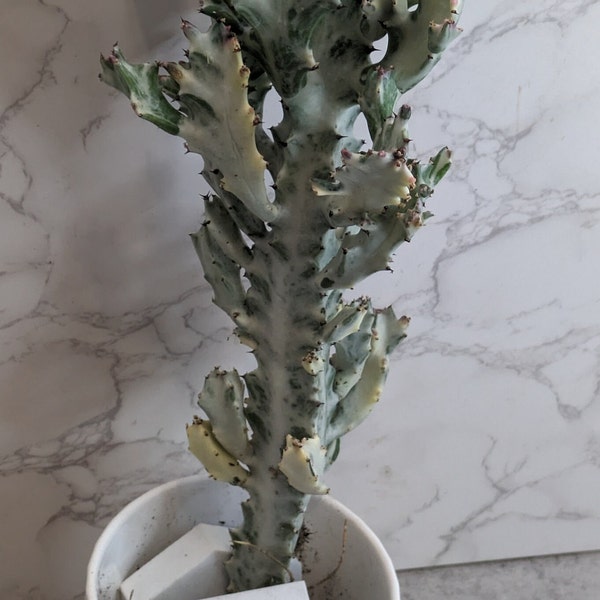 1FT White Variegated Dragon Tree Bones With Babies One In Picture RARE Cactus/Cacti Euphorbia Ghost