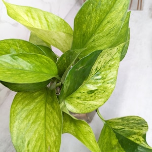 Jessenia Pothos RARE Pothos Variegated Houseplant Collector Plants