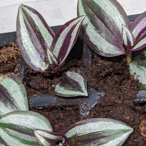 Zebrina Tradescantia Wandering Spiderwort Inch Plant Tradescantia House Plant & Easy Care Purple Sliver Outdoor image 5