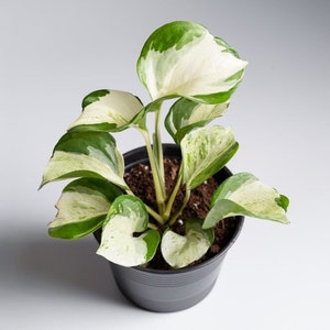 Manjula Pothos VERY RARE  Manjula Jewel Happy Leaf Pothos, Variegated Cutting Options