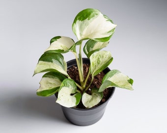 Manjula Pothos VERY RARE  Manjula Jewel Happy Leaf Pothos, Variegated Cutting Options